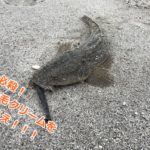 除毛クリームを塗りたくるマゴチという悪魔を・・・